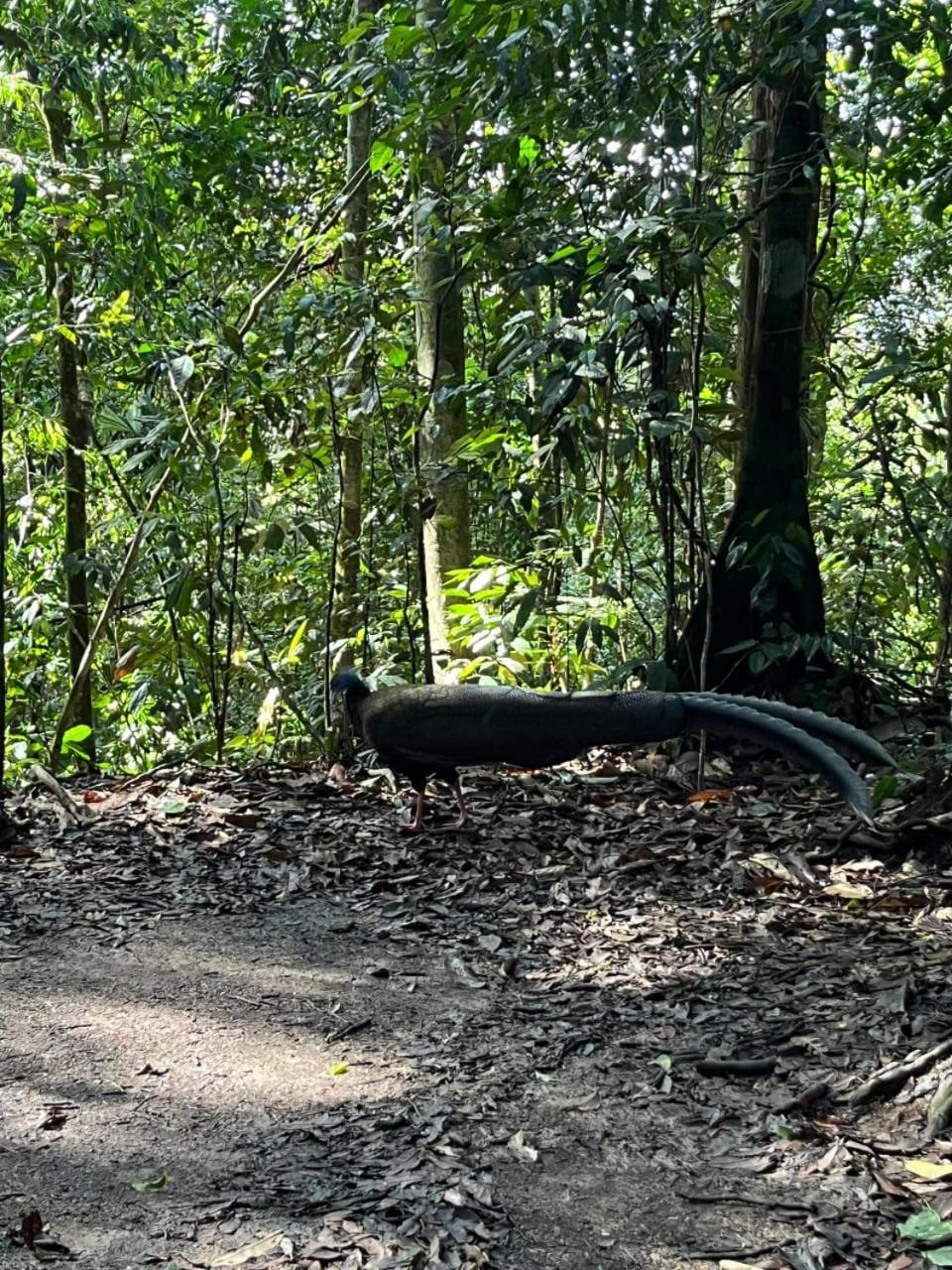 Pongo Guest House & Jungle Trekking บูกิตลาวัง ภายนอก รูปภาพ
