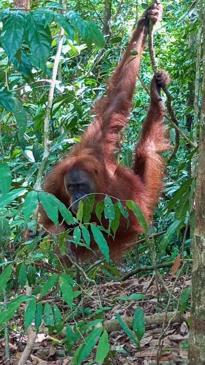 Pongo Guest House & Jungle Trekking บูกิตลาวัง ภายนอก รูปภาพ