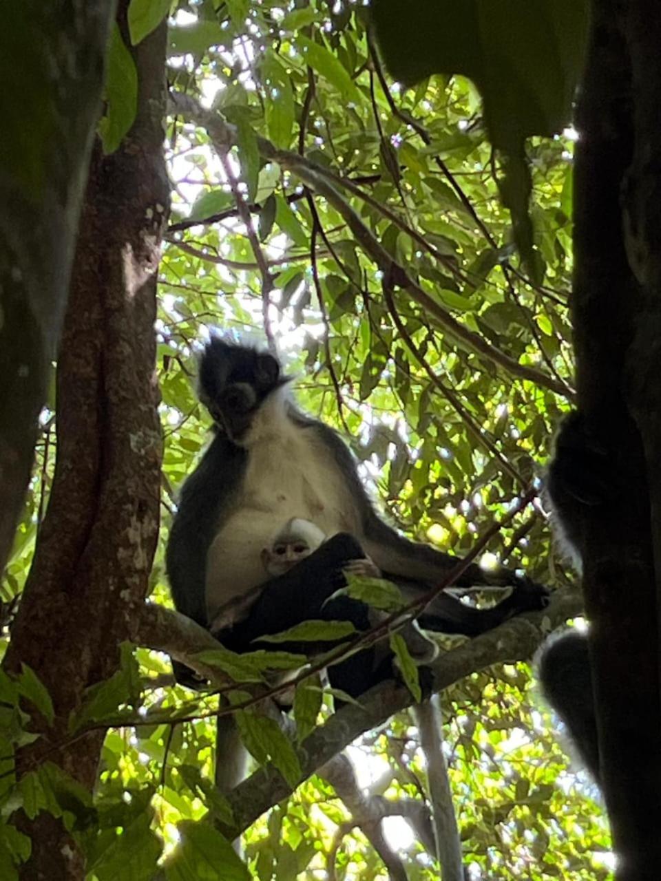 Pongo Guest House & Jungle Trekking บูกิตลาวัง ภายนอก รูปภาพ