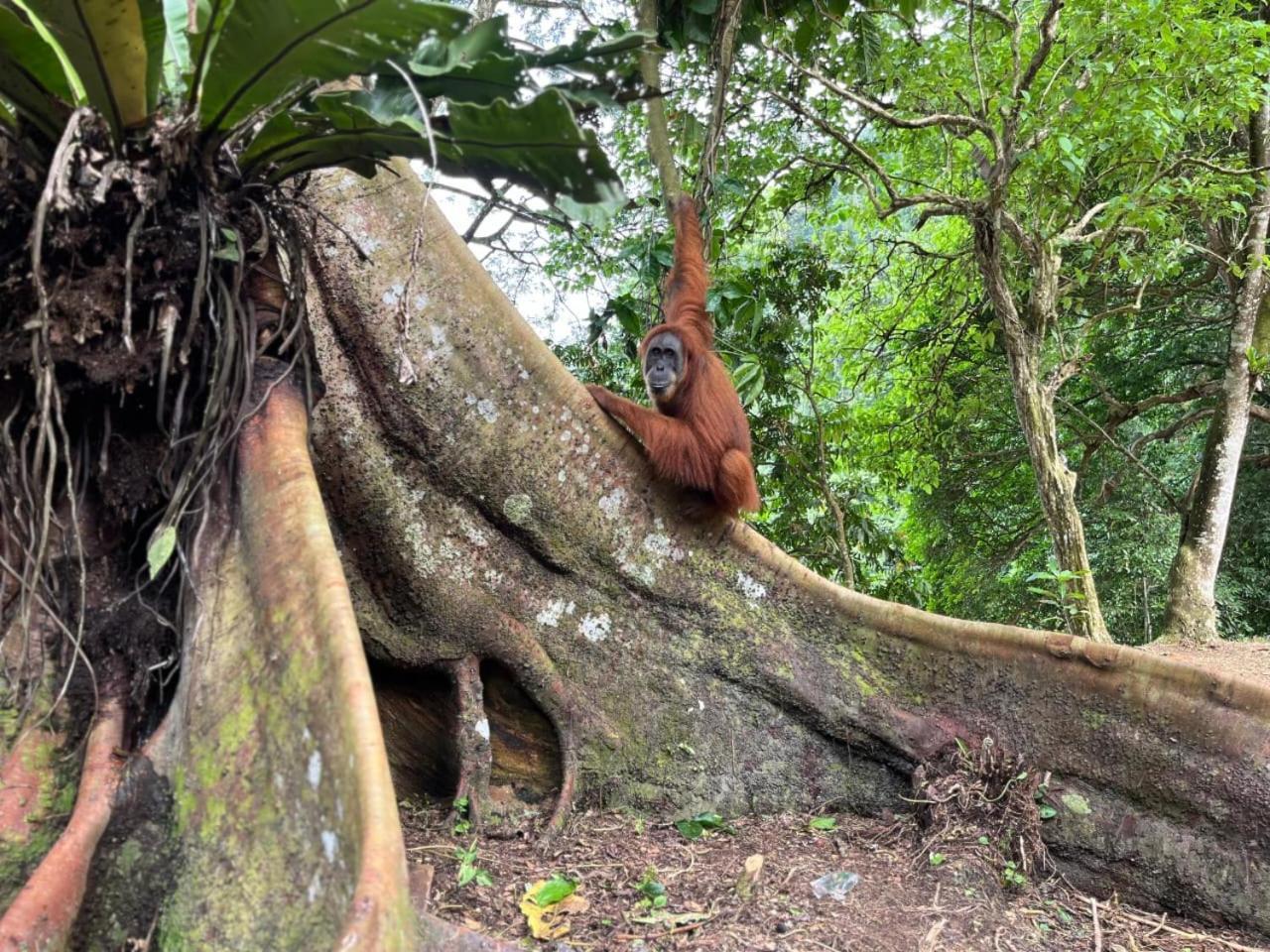 Pongo Guest House & Jungle Trekking บูกิตลาวัง ภายนอก รูปภาพ