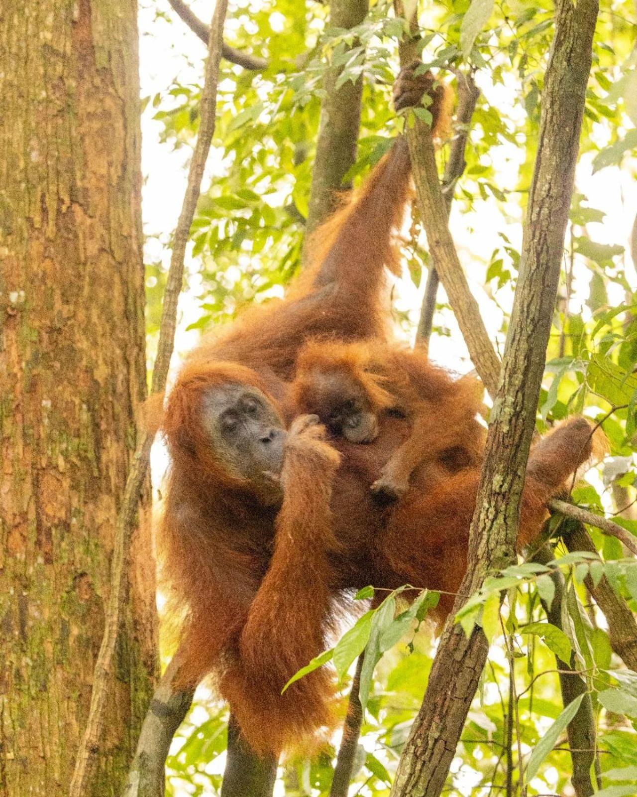 Pongo Guest House & Jungle Trekking บูกิตลาวัง ภายนอก รูปภาพ