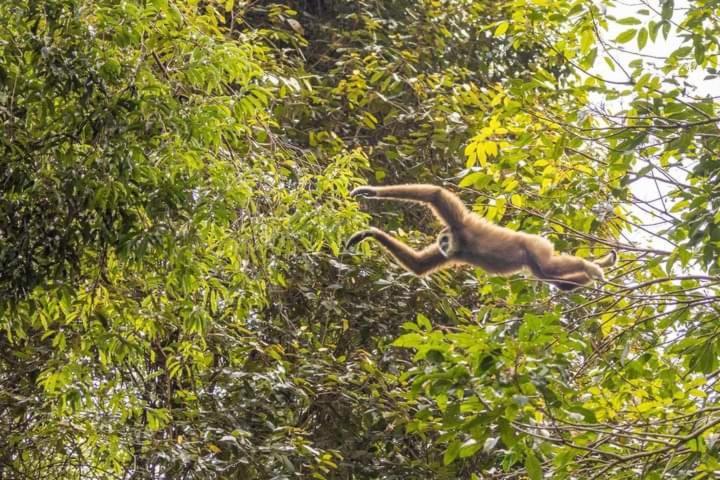 Pongo Guest House & Jungle Trekking บูกิตลาวัง ภายนอก รูปภาพ