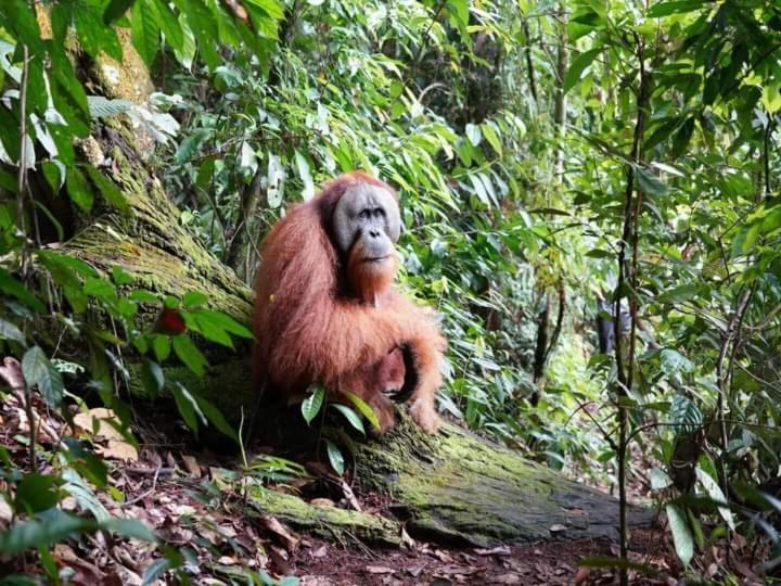 Pongo Guest House & Jungle Trekking บูกิตลาวัง ภายนอก รูปภาพ