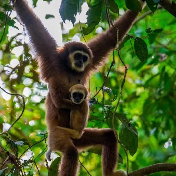 Pongo Guest House & Jungle Trekking บูกิตลาวัง ภายนอก รูปภาพ