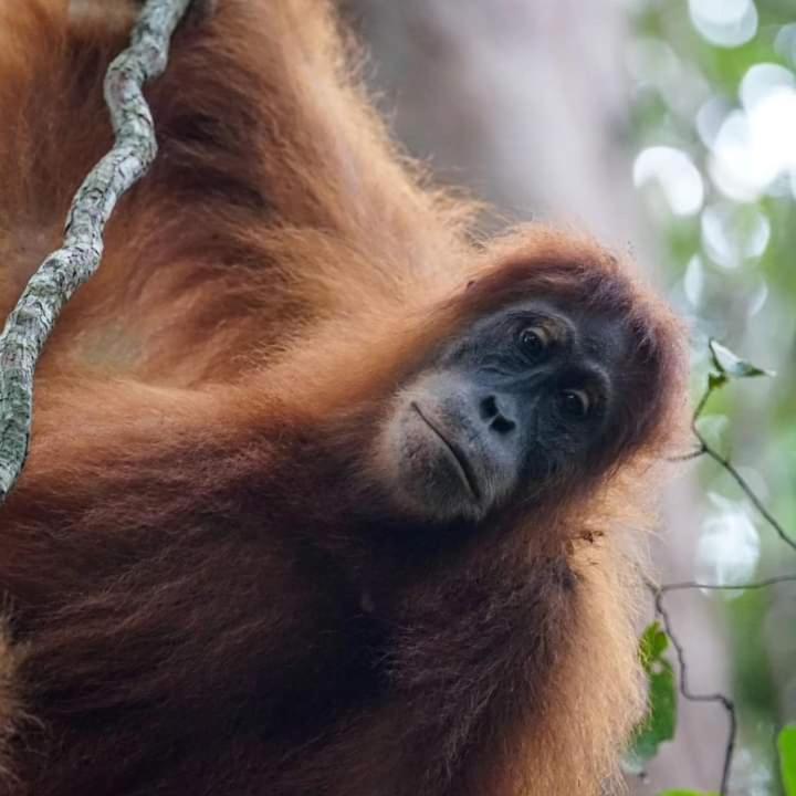 Pongo Guest House & Jungle Trekking บูกิตลาวัง ภายนอก รูปภาพ