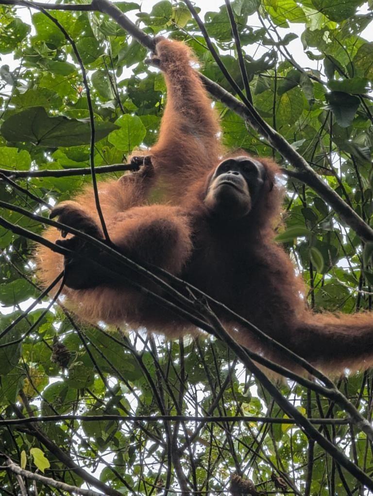 Pongo Guest House & Jungle Trekking บูกิตลาวัง ภายนอก รูปภาพ