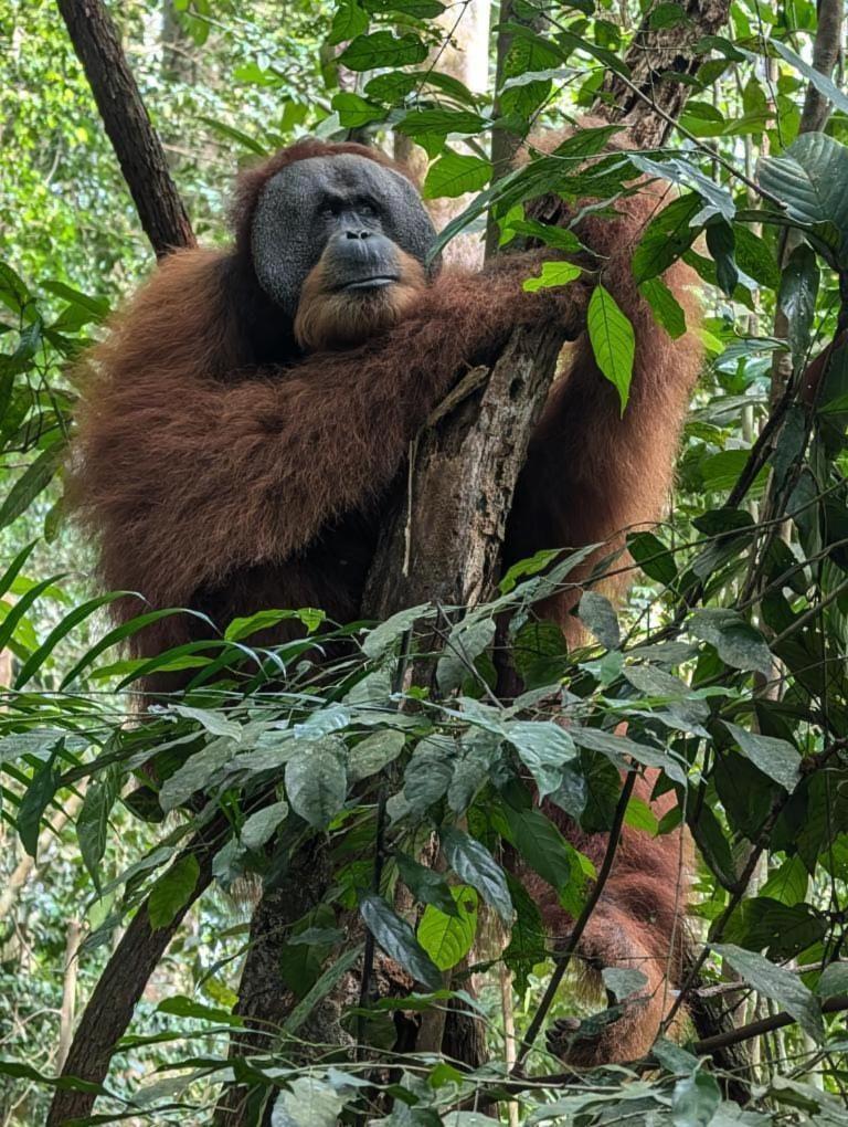 Pongo Guest House & Jungle Trekking บูกิตลาวัง ภายนอก รูปภาพ