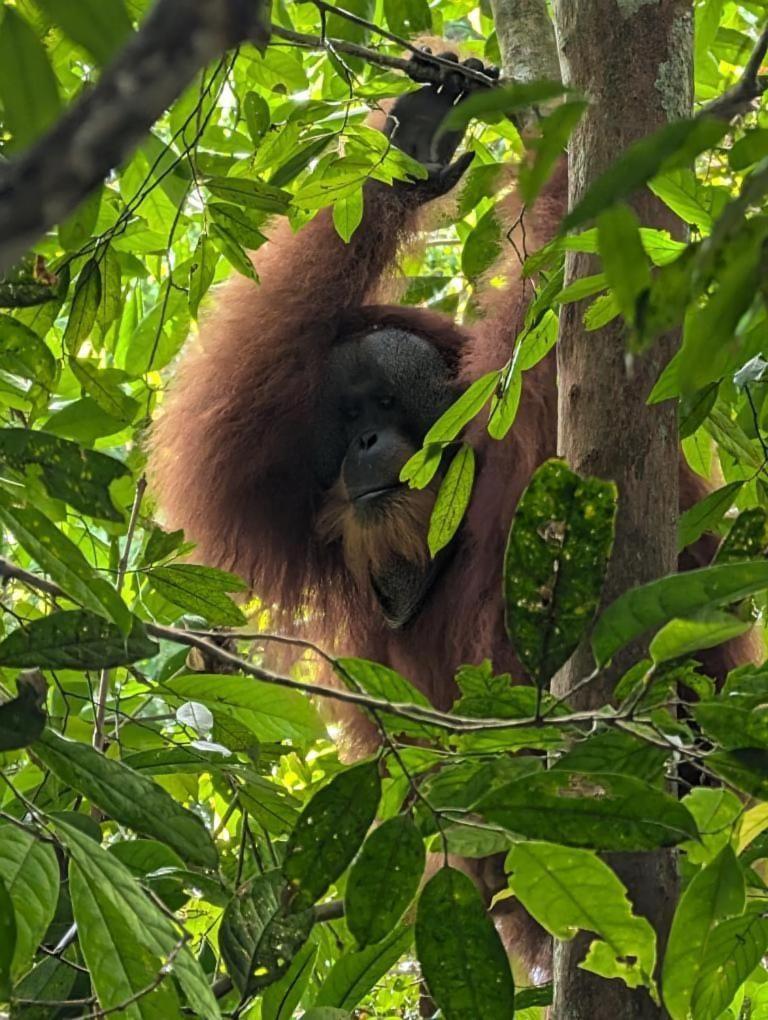 Pongo Guest House & Jungle Trekking บูกิตลาวัง ภายนอก รูปภาพ