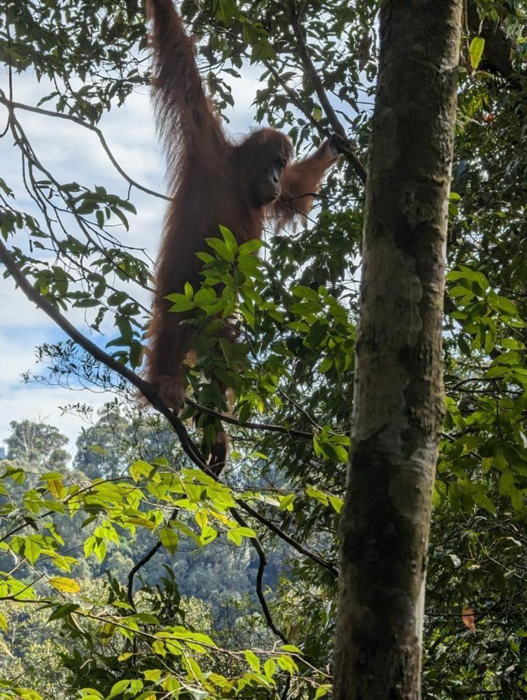 Pongo Guest House & Jungle Trekking บูกิตลาวัง ภายนอก รูปภาพ