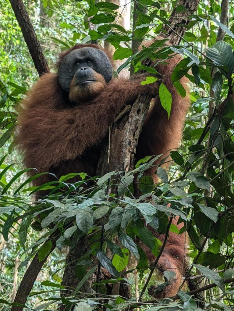 Pongo Guest House & Jungle Trekking บูกิตลาวัง ภายนอก รูปภาพ