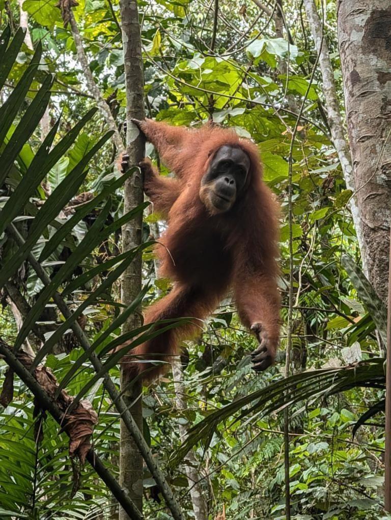 Pongo Guest House & Jungle Trekking บูกิตลาวัง ภายนอก รูปภาพ