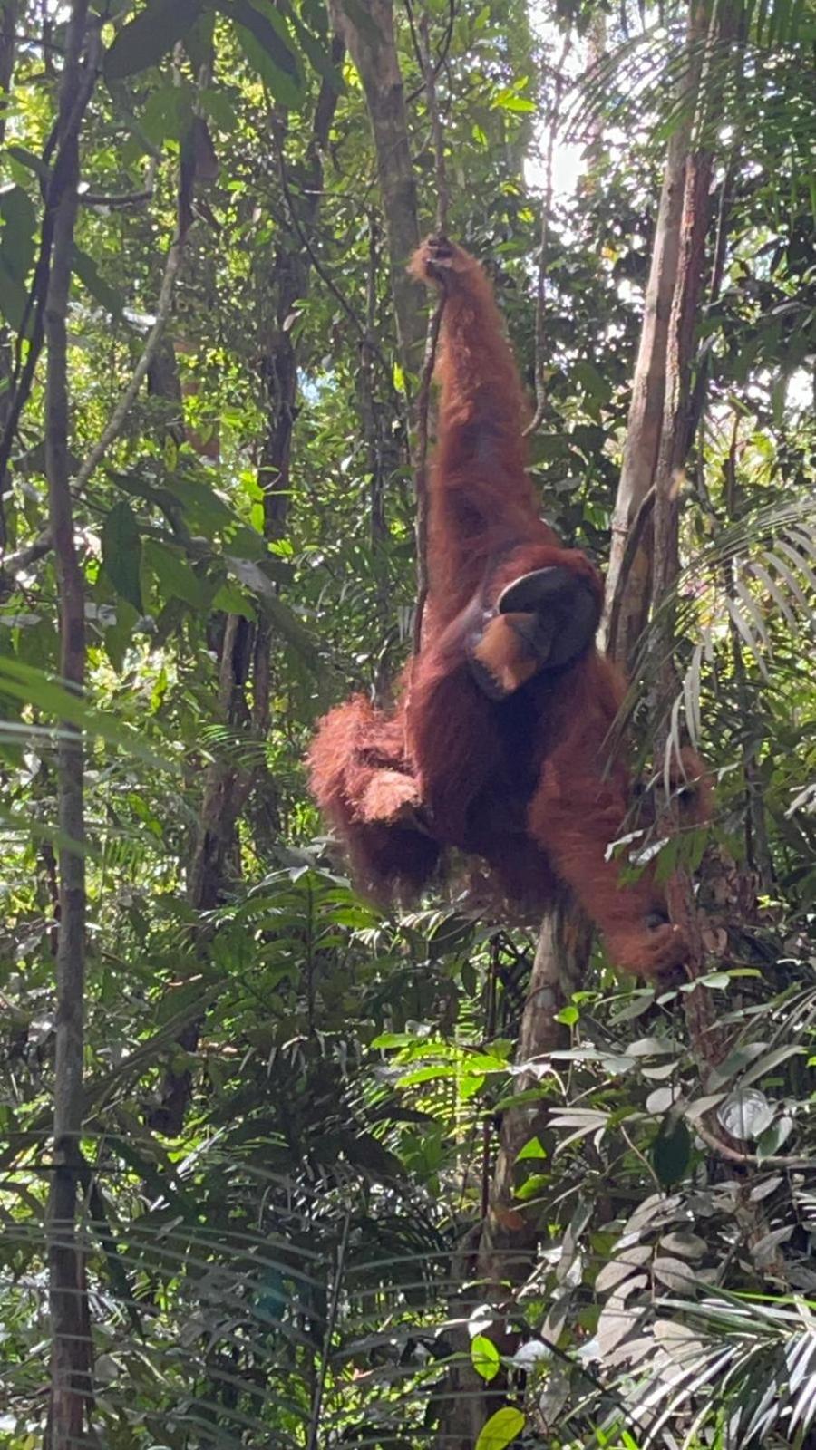 Pongo Guest House & Jungle Trekking บูกิตลาวัง ภายนอก รูปภาพ