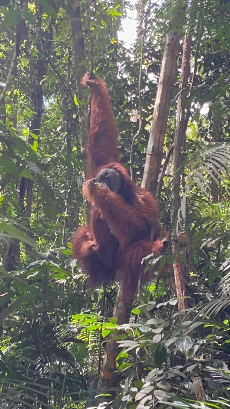 Pongo Guest House & Jungle Trekking บูกิตลาวัง ภายนอก รูปภาพ